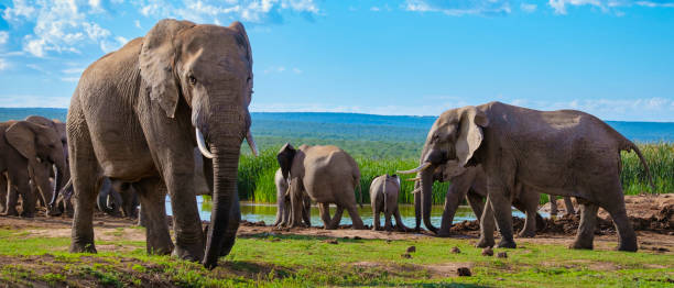 elefantes en sudáfrica, familia de elefantes en addo elephant park - south africa addo animal elephant fotografías e imágenes de stock