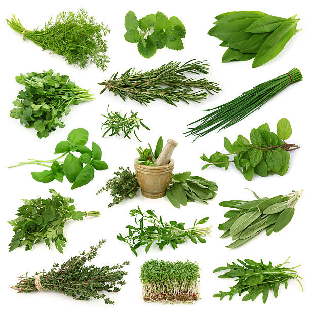 Fresh herbs collection Fresh herbs collection isolated on white background wild garlic leaves stock pictures, royalty-free photos & images