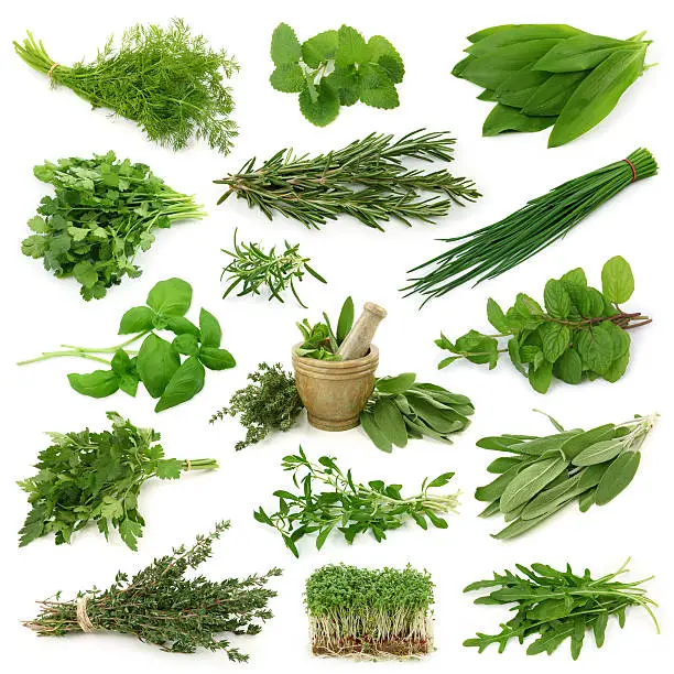 Fresh herbs collection isolated on white background