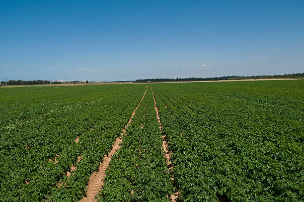 istock Field of potato 147701365