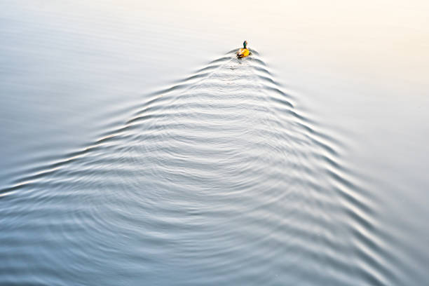 istock Duck swimming on the lake 1477013738