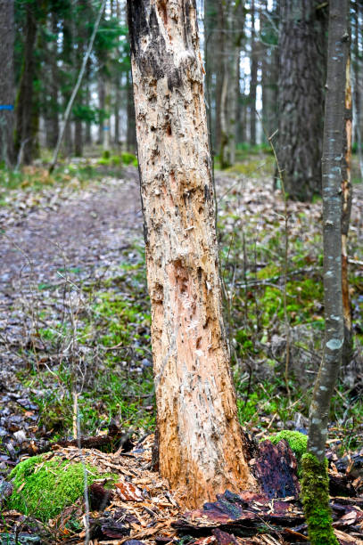 istock tree trunk with holes after birds feeding 1477016719