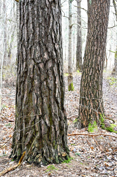 close up of rough bark on pine tree Kumla Sweden march 24 2023