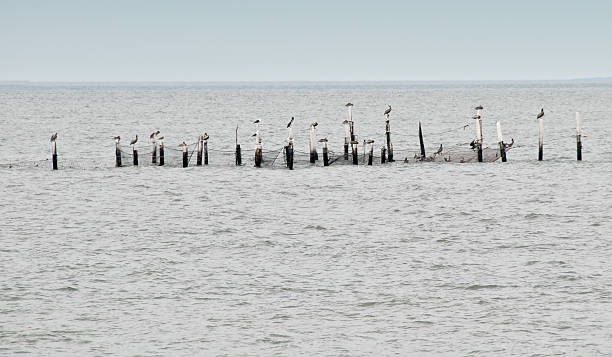 seabirds stock photo