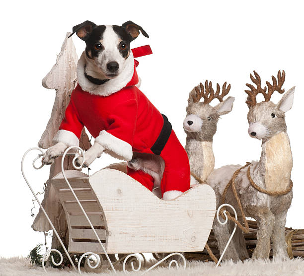 istock Jack Russell Terrier, 7 year old, in Christmas sleigh 147701945