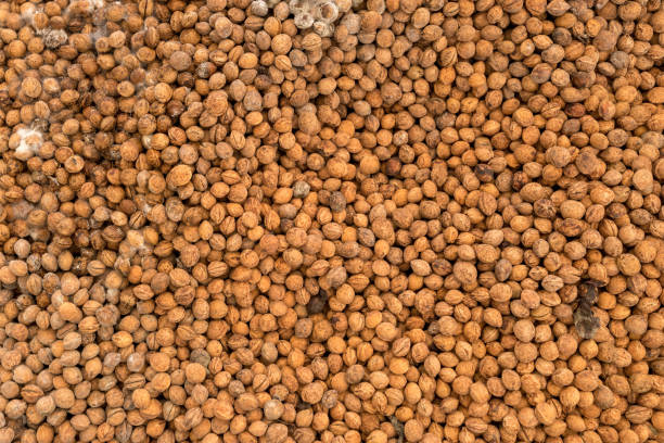 istock Pile of dry cherry pit or kernels 1477020565