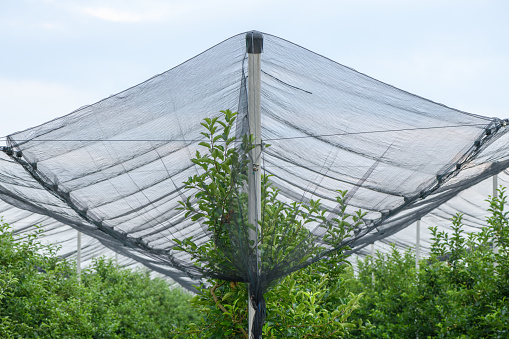 Hail and bird protective netting in apple fruit tree orchard in spring, selective focus