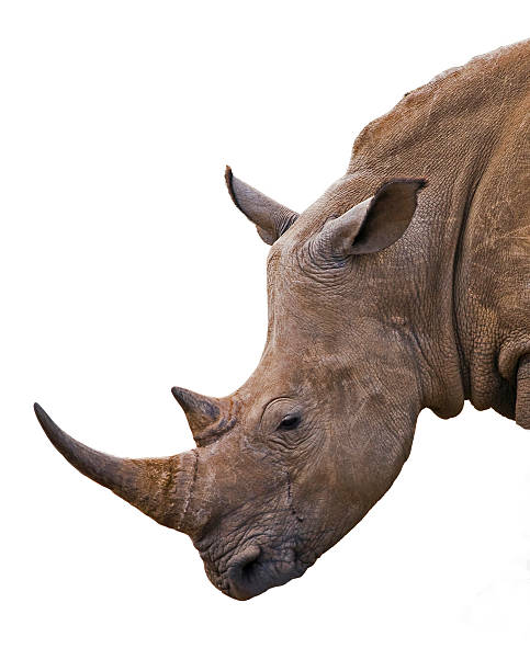 istock Rhinoceros portrait on a white background 147702301