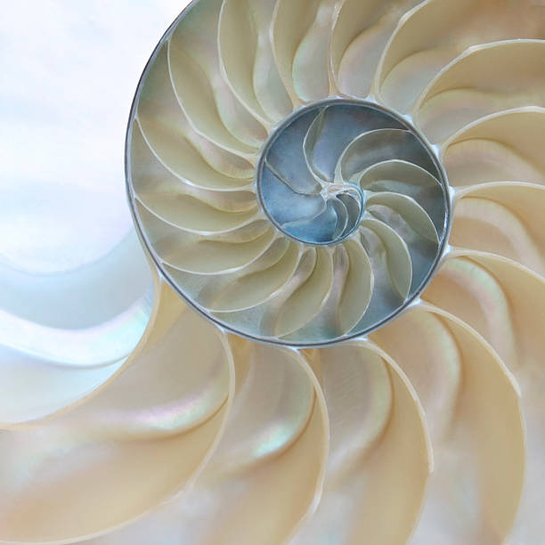 istock Detail of Nautilus Shell 147702317
