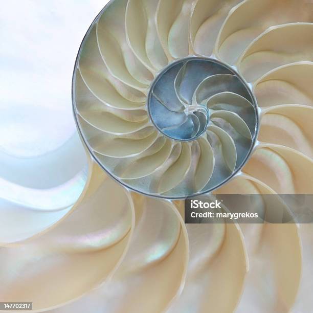 Detail Of Nautilus Shell Stock Photo - Download Image Now - Nautilus, Ammonite, Cross Section