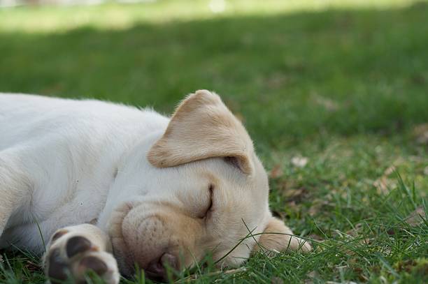 istock Dreaming of dandelions 147702439