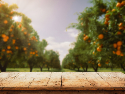 istock Empty wood table with free space over orange trees, orange field background. For product display montage 1477025440
