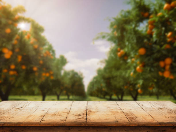 Empty wood table with free space over orange trees, orange field background. For product display montage stock photo