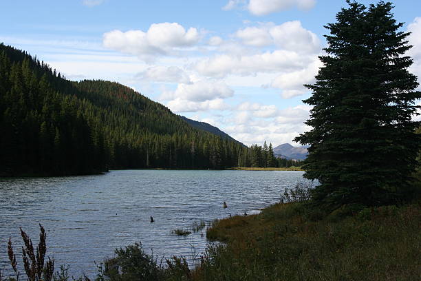 istock Sprucing up Wood Lake 147702557