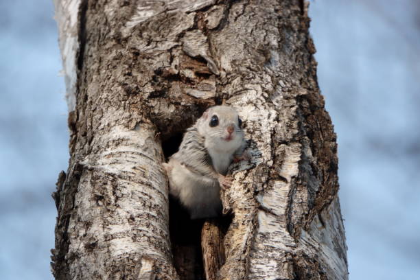 istock Siberian Flying Squirrel sticking its head out of a tree hole 1477026204