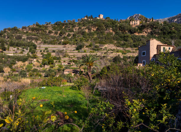 istock Tramuntana Olive Groves Majorca 1477027274