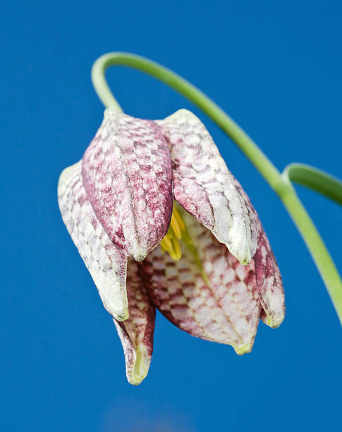 Snake's Head Fritillary (Fritillaria meleagris) stock photo