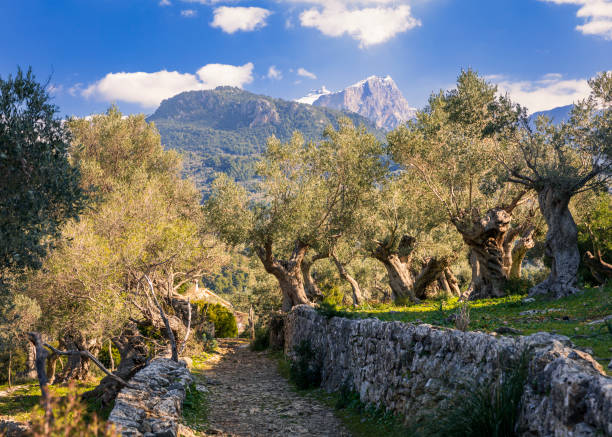 Olive trees at the top of the hill in Halkidiki, Greece.