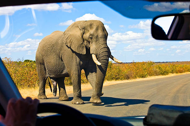 istock Gigantic male african elephant crossing the road 147702996