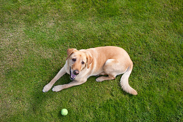 Dog and Ball stock photo