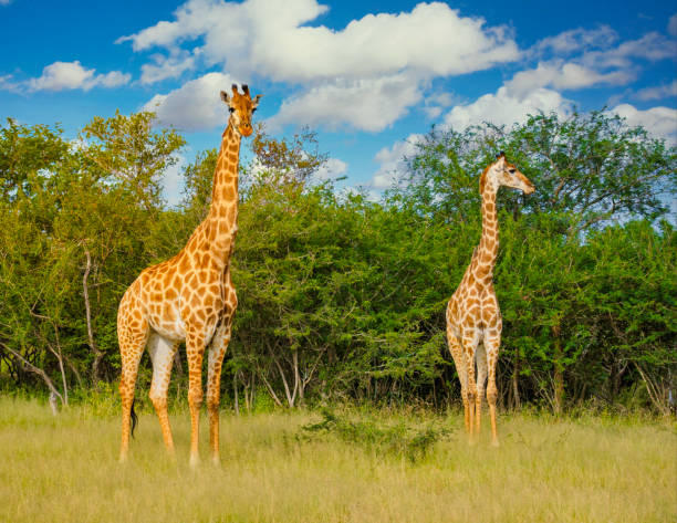 크루거 국립 공원 남아프리카 공화국의 수풀에있는 기린 - south africa africa savannah sky 뉴스 사진 이미지