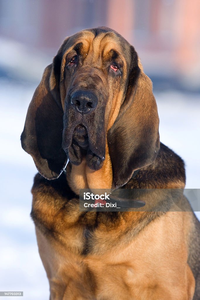 Bloodhound cão - Foto de stock de Cão de Caça royalty-free