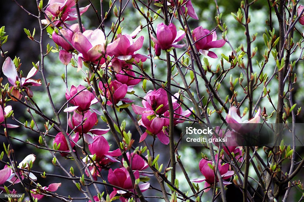 Magnolia de Bush - Photo de Arbre libre de droits