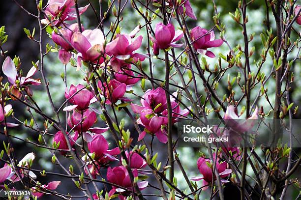 Photo libre de droit de Magnolia De Bush banque d'images et plus d'images libres de droit de Arbre - Arbre, Arbre en fleurs, Botanique