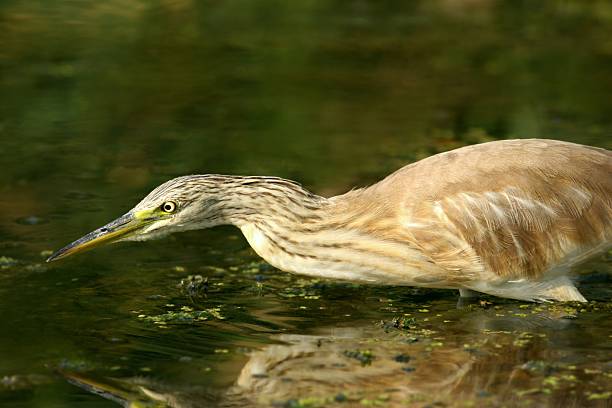 istock Sillent fisher 147703445