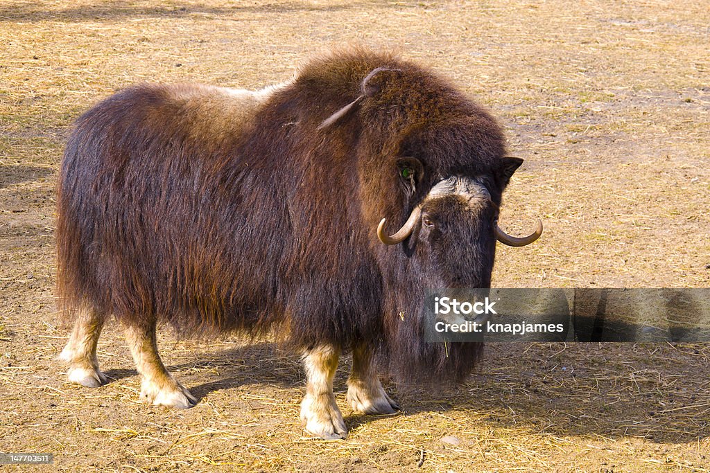 Muskox - Lizenzfrei Afrika Stock-Foto