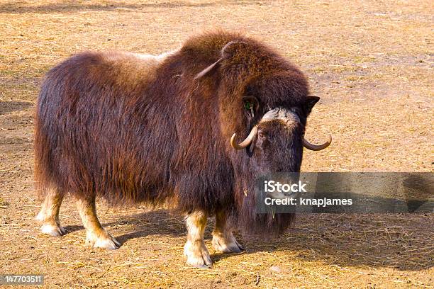 Boialmiscarado - Fotografias de stock e mais imagens de Animal - Animal, Animal selvagem, Ao Ar Livre