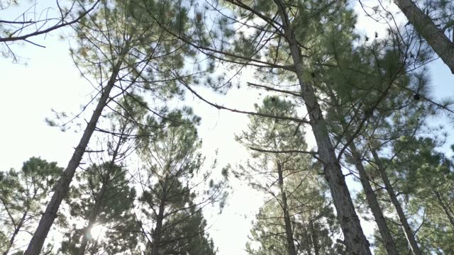 Looking up into canopy of pine forest plantation
