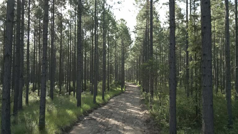 Pine trees and logging road, Queensland, Australia