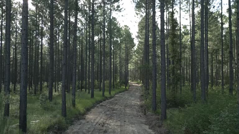 Pine trees and logging road, Queensland, Australia