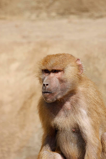 baboon stock photo