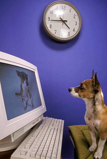 63 Animal Funny Videos Stock Photos, Pictures & Royalty-Free Images - iStock 63 Animal Funny Videos Stock Photos, Pictures & Royalty-Free Images - iStock