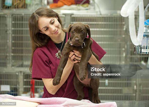 Photo libre de droit de Jeune Chiot Sur Le Vétérinaire S banque d'images et plus d'images libres de droit de Adulte - Adulte, Animaux de compagnie, Assistance