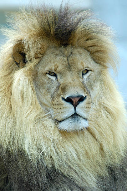 istock Portrait of lion 147704412