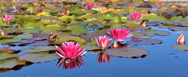 close up on beautiful pink water lily flowers blooming in a pond
