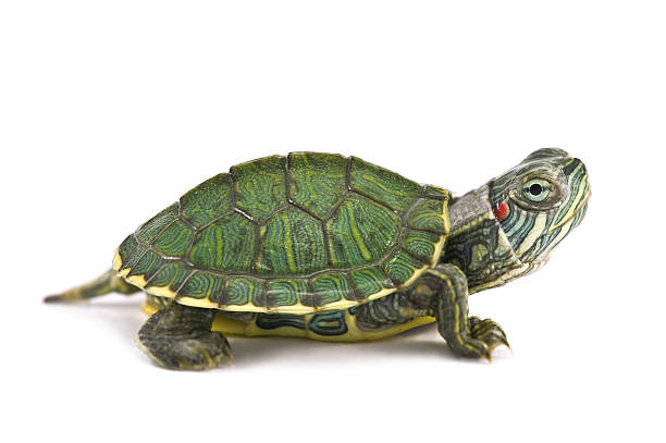 Little tortoise profile on white background stock photo