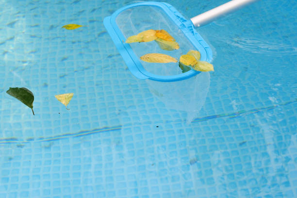 istock Cleaning a swimming pool with a mesh skimmer . The long net cleans colored leaves off surface of the water 1477044505