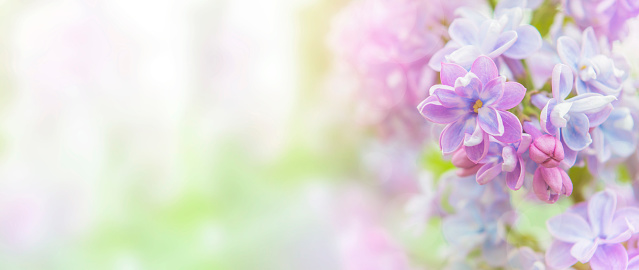 lilac branch in garden. Twig of fresh blooming purple flowers against the background of green leaves and spring sun rays.Springtime background, seasonal plant. Shining spring background.