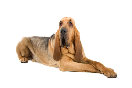 Bloodhound isolated on white