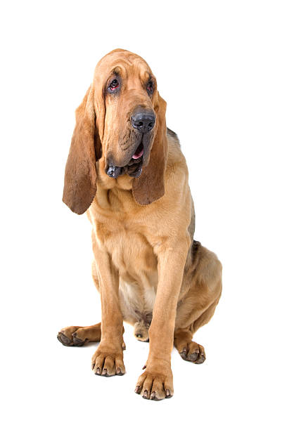 Bloodhound Bloodhound isolated on white bloodhound stock pictures, royalty-free photos & images