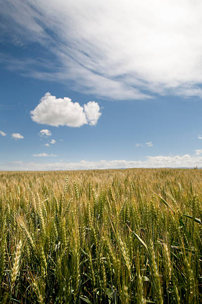 White cloud over a wheat field stock photo