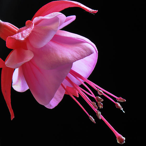 Fuchsia stock photo