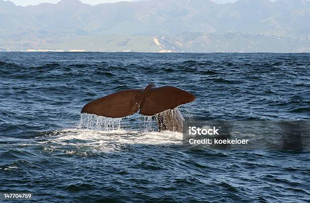 Photo libre de droit de Fluke De Cachalot De Kaikoura banque d'images et plus d'images libres de droit de Animaux à l'état sauvage - Animaux à l'état sauvage, Baleine, Cachalot