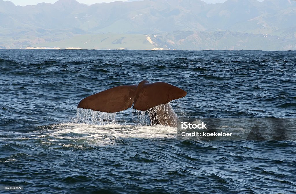 Barbatana de um Cachalote na Kaikoura - Royalty-free Animal Foto de stock