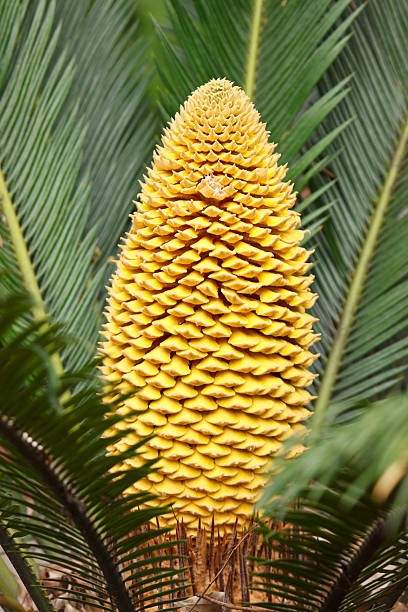 istock Bud of Cycas 147704795