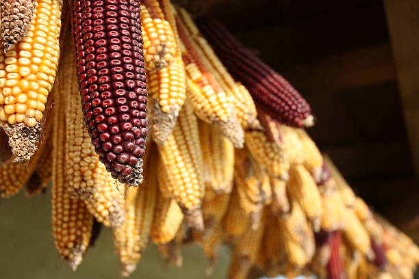 Ear of corn garland stock photo